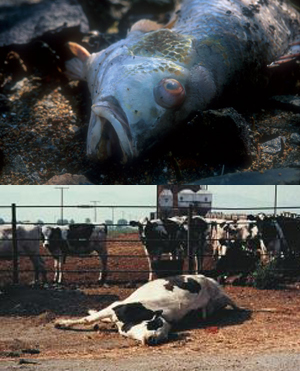 fishcow (106k image)