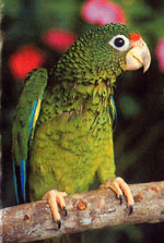 prparrot (31k image)
