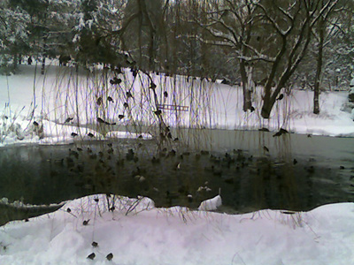winterbirds01 (69k image)