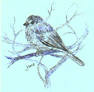 sparrow1.jpg (14157 bytes)