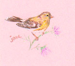 sparrow2.jpg (5572 bytes)